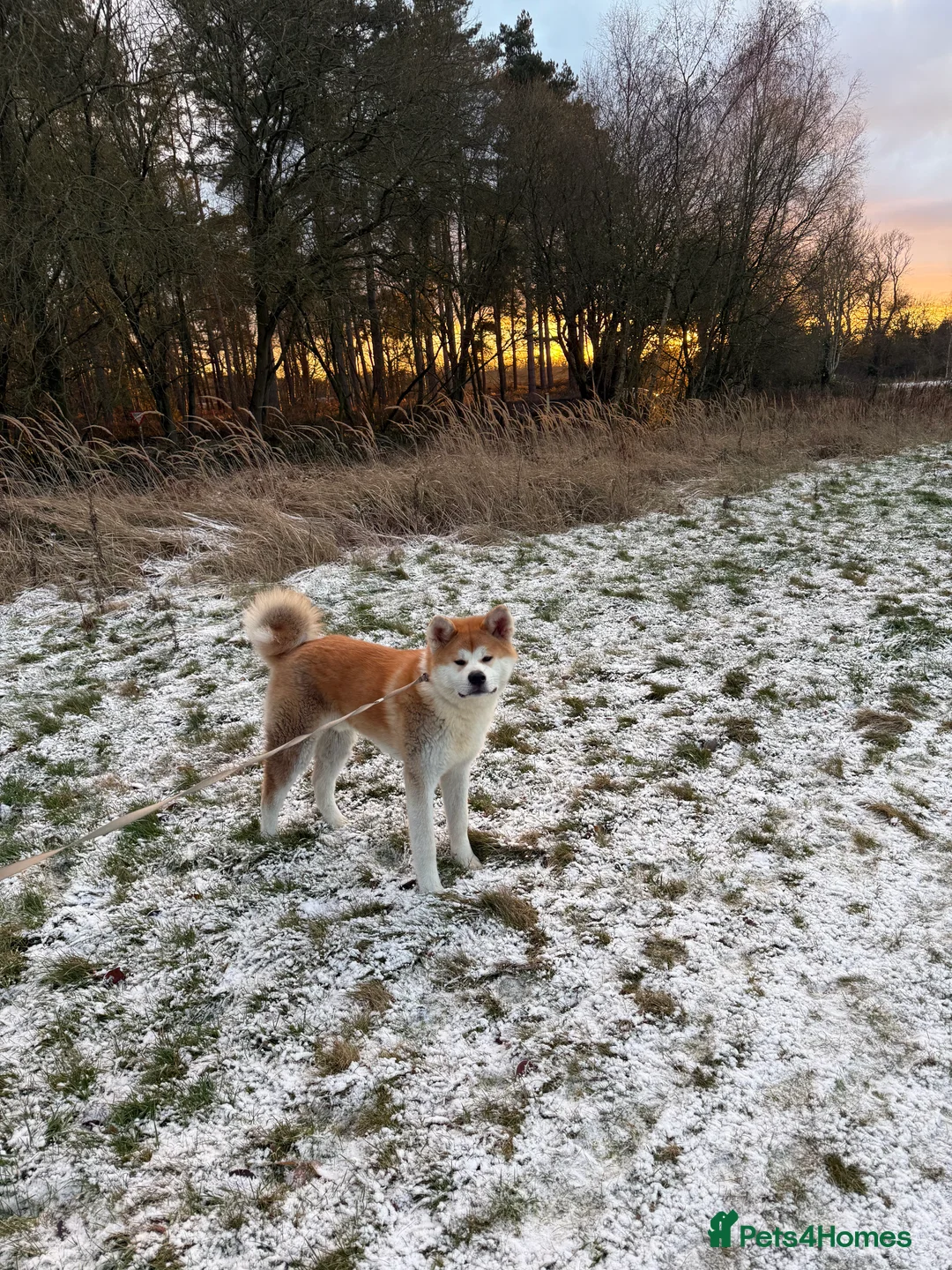 Japanese Akita Inu dogs for sale: KC registered Japanese Akita  in Bedford - Advert 1