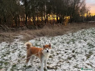 Japanese Akita Inu dogs KC registered Japanese Akita - Advert 4