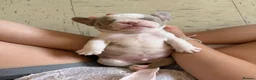 French Bulldog dogs for sale: 6x KC registered French Bulldogs - Advert 17