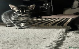 Bengal cats for sale: Half Bengal kittens 1 black majestic  - Advert 2