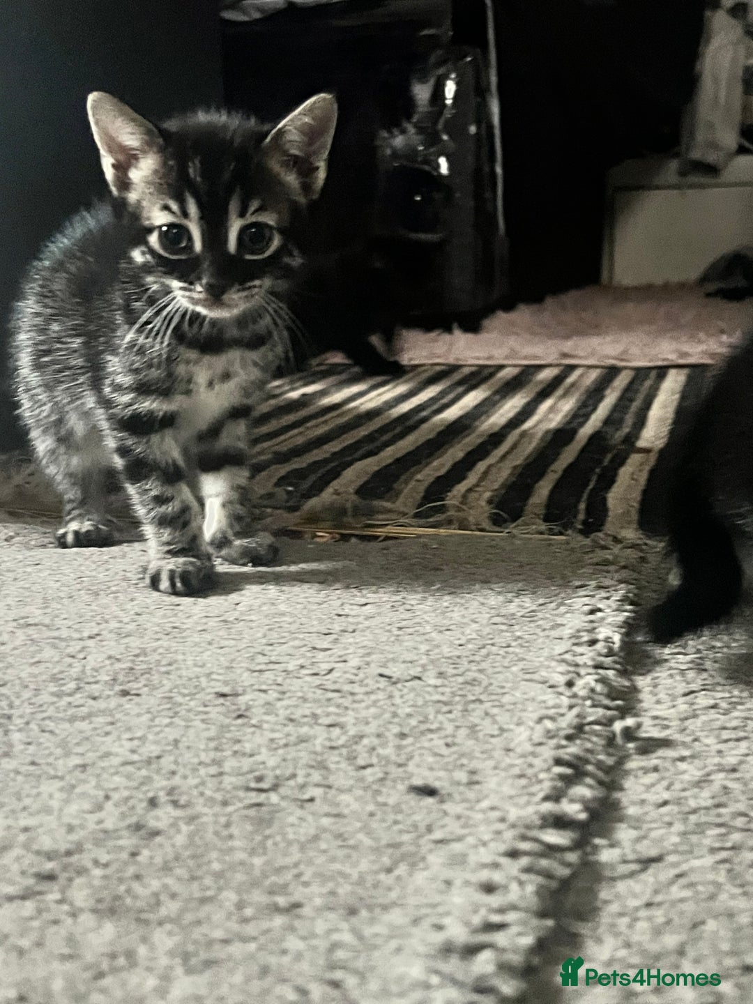 Bengal cats for sale: Half Bengal kittens 1 black majestic  - Advert 2