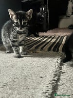 Bengal cats Half Bengal kittens 1 black majestic - Advert 4