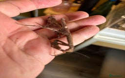 Praying Mantis invertebrates for sale: African Twig Mantis (popa spurca) - Image 4