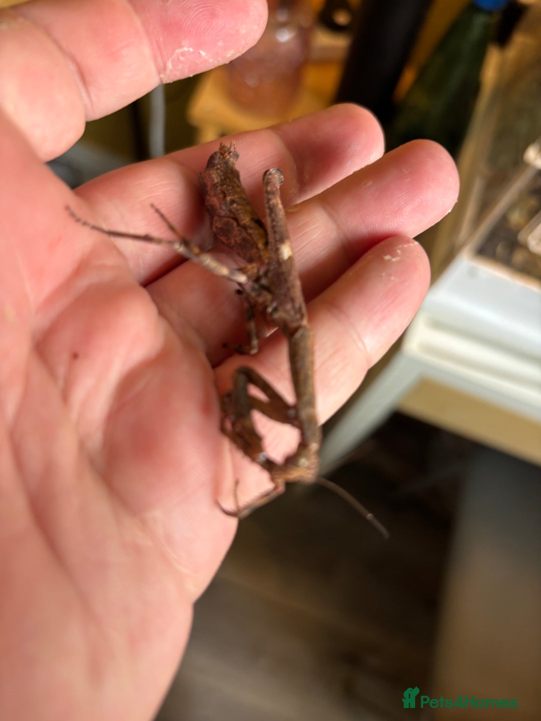 Praying Mantis invertebrates for sale: African Twig Mantis (popa spurca) - Image 4