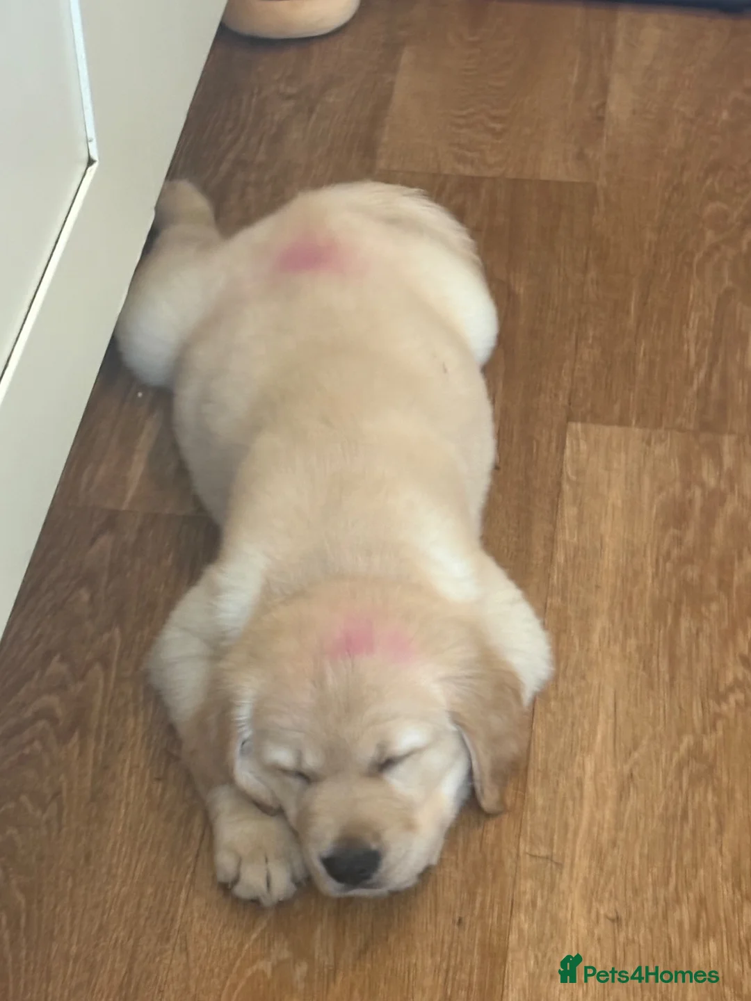 Golden Retriever dogs for sale: Pure Gentle Golden Retriever puppies  - Advert 2