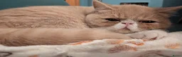 Exotic cats for sale: ✨ AMBERLIGHT — EXOTIC SHORTHAIR MALE ✨ - Advert 8