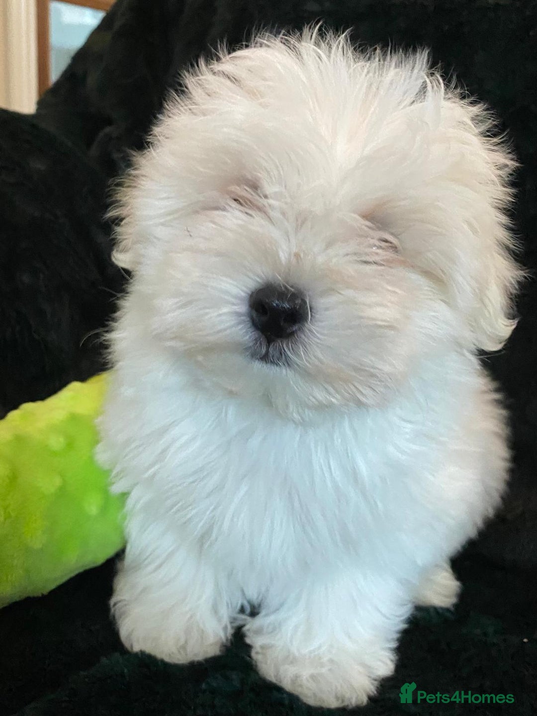 Maltese dogs for sale: Maltese puppies for sale  - Advert 3