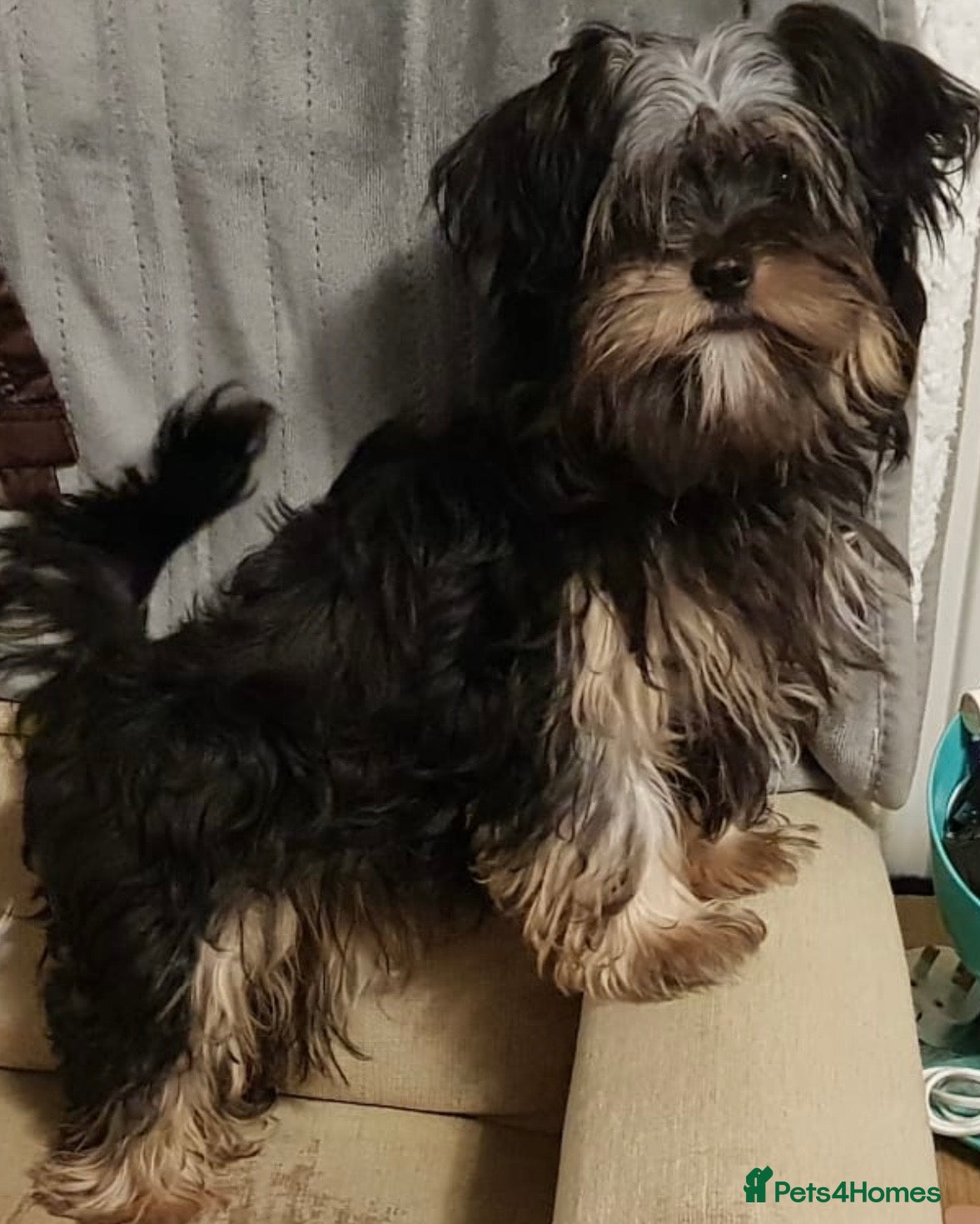 Chorkie dogs Male yorkie/chorkie - Advert 6