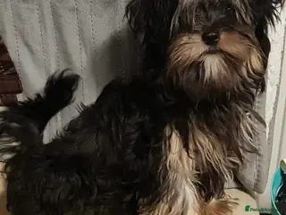 Chorkie dogs Male yorkie/chorkie - Advert 1