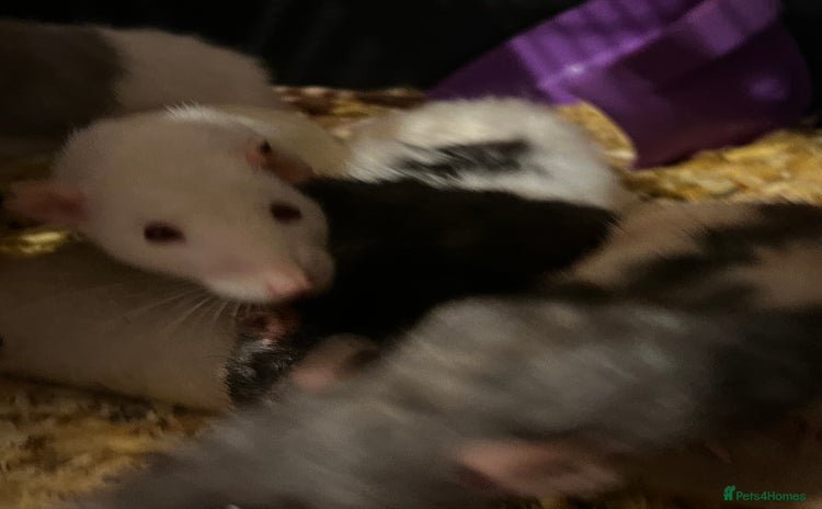 Rat rodents - Advert 3