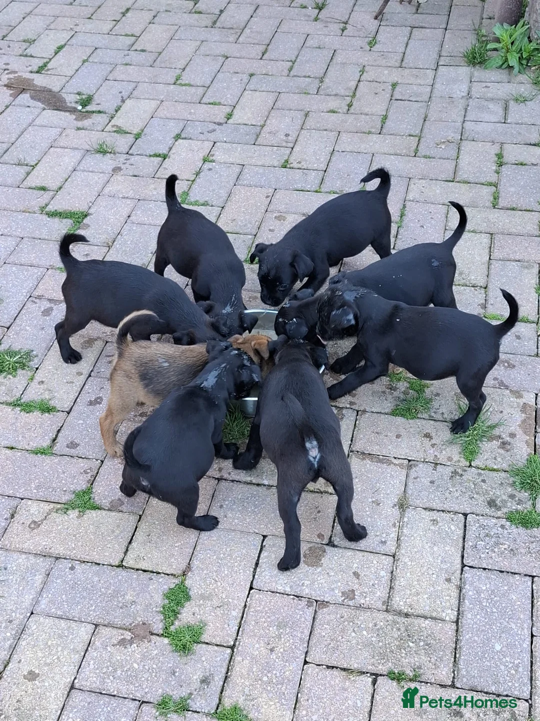 Mixed Breed dogs for sale: Patterdale x border terrier - Advert 2