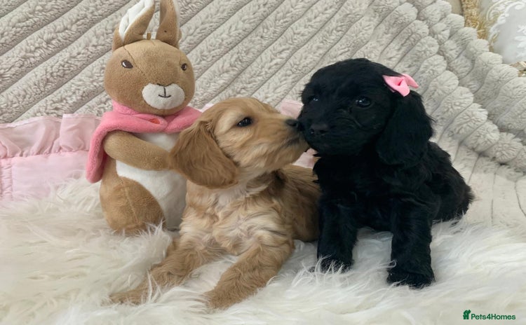 Cockapoo dogs - Advert 12