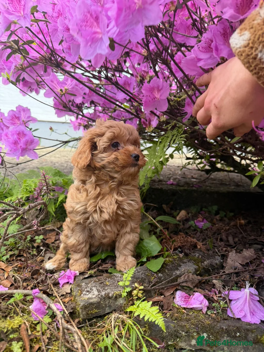 Cavapoo dogs for sale: F1B Cavapoo puppies 🐶 in Neath - Advert 2