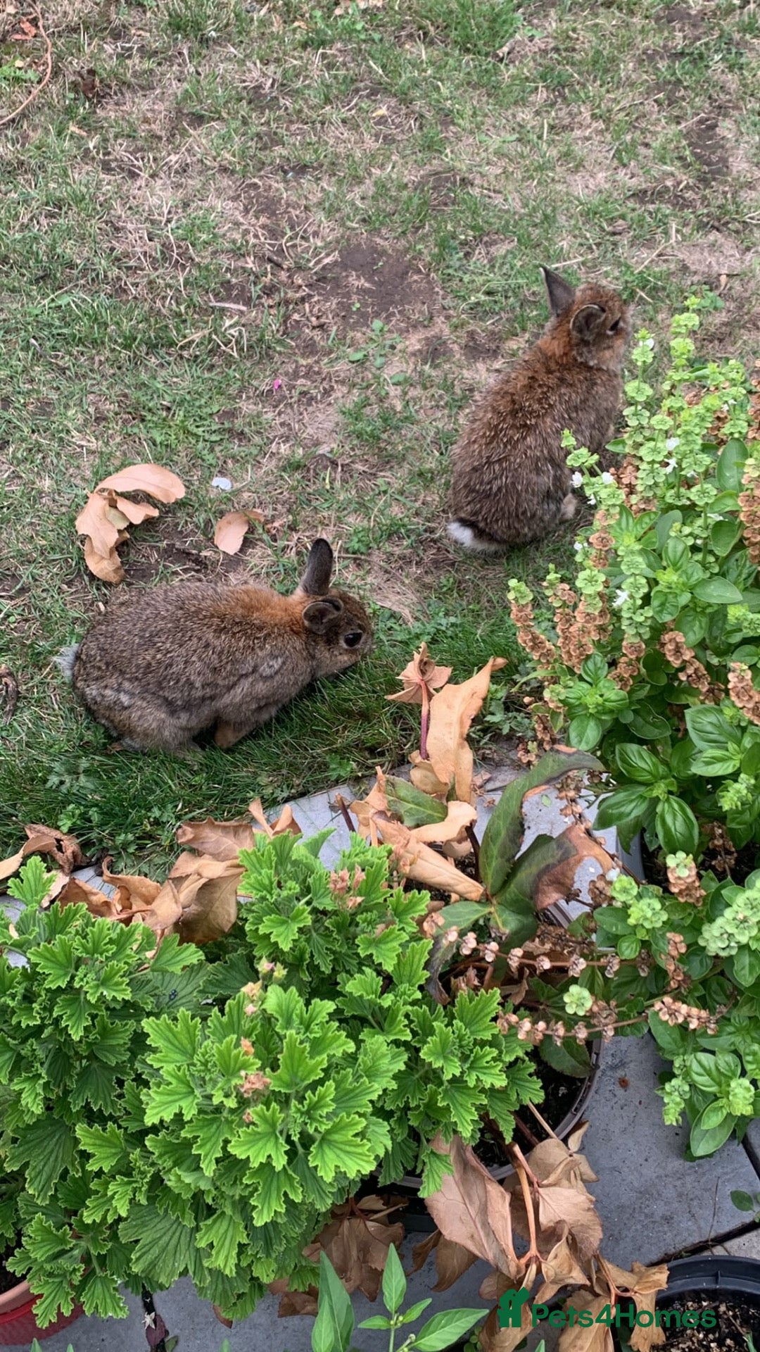 Netherland Dwarf rabbits Gorgeous Netherland Dwarf Rabbits - Advert 2
