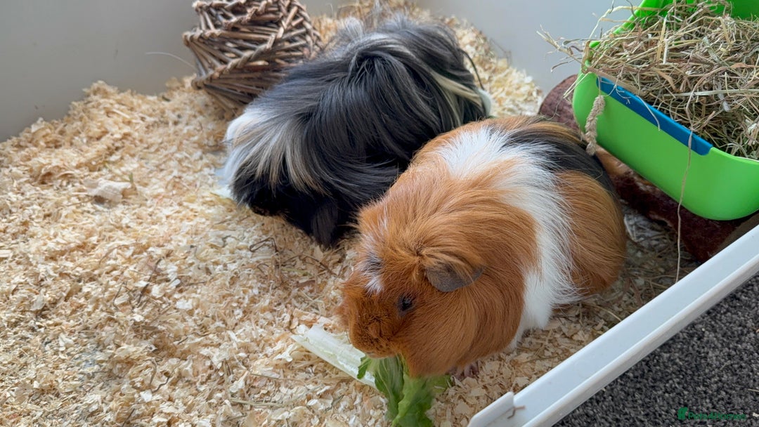 Guinea Pig rodents for sale: 2 male Guinea pigs Grinch(dark & Max(brown) - Image 1
