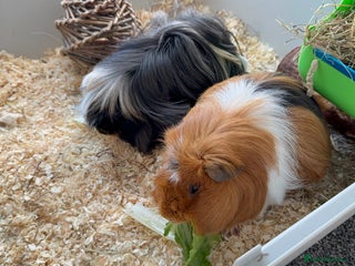 Guinea Pig rodents - Advert 21