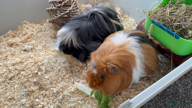 Guinea Pig rodents - Advert 2
