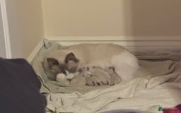 Ragdoll cats for sale: Three beautiful blue ragdoll kittens  - Image 33