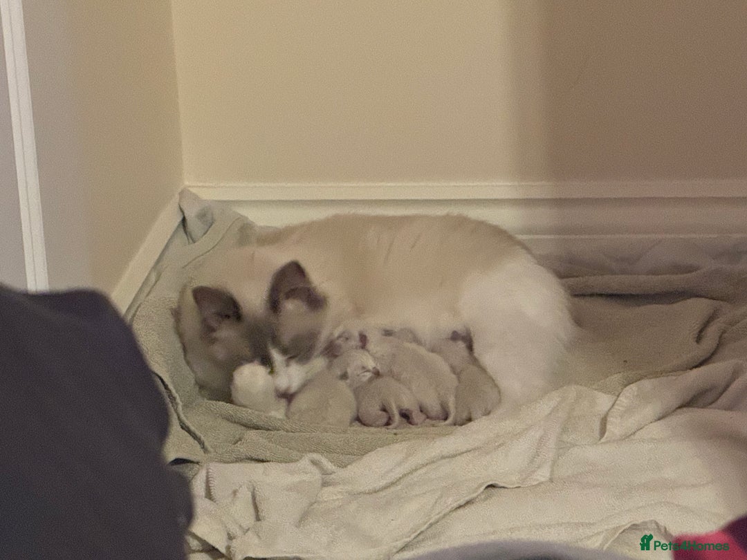 Ragdoll cats for sale: Three beautiful blue ragdoll kittens  - Image 33