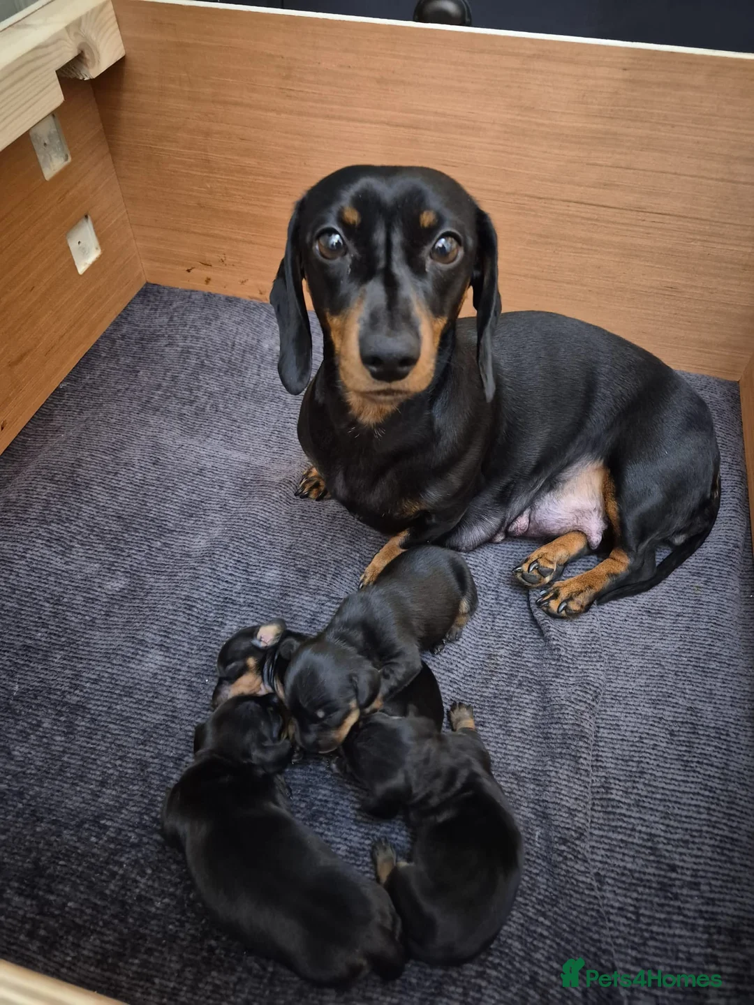 Dachshund dogs for sale: 2x female dashund pups for sale in Ludlow - Advert 5