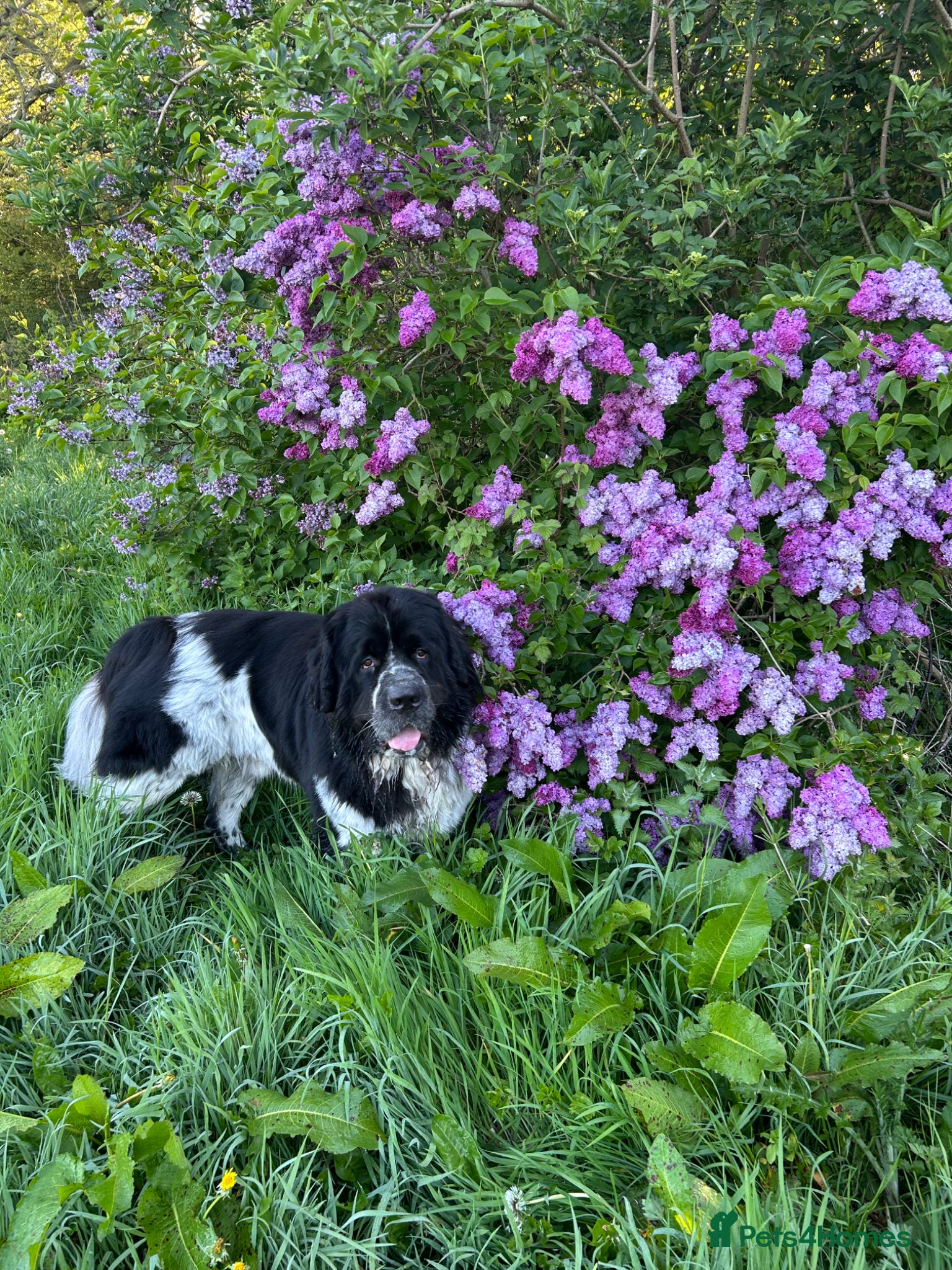 Newfoundland dogs New home for Hugo! - Advert 15