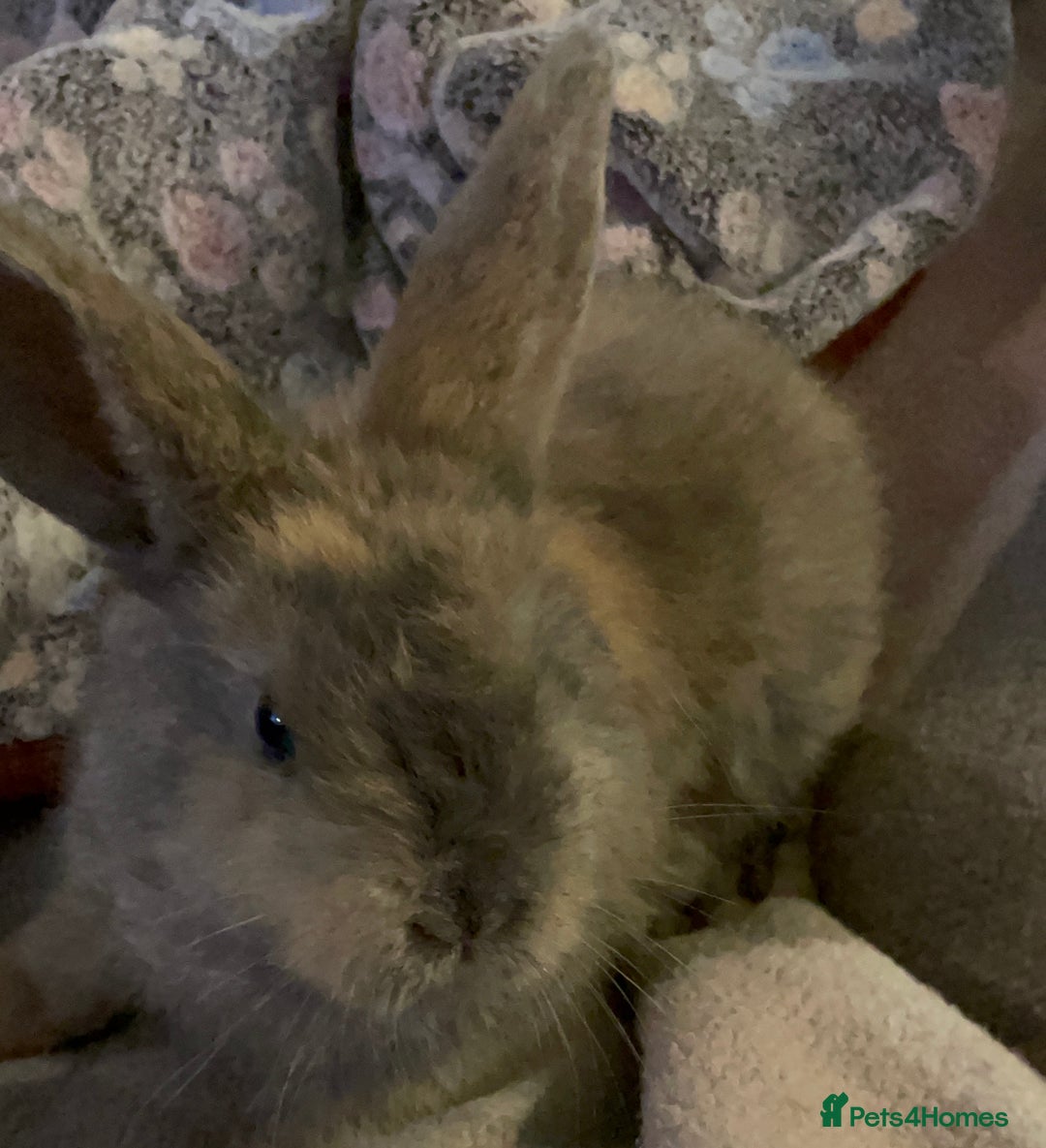 Lionhead rabbits for sale: bunnies - Advert 17