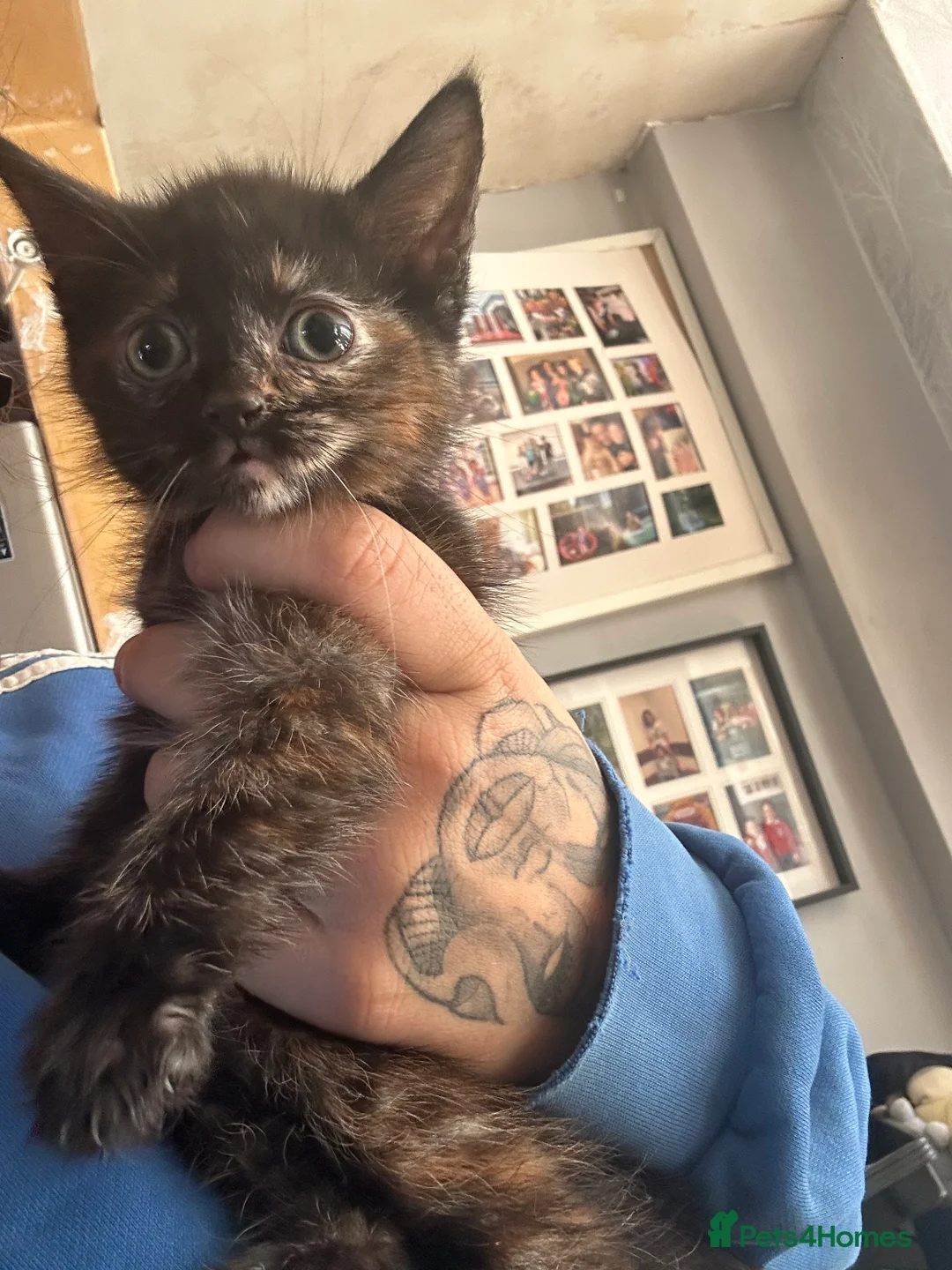 Mixed Breed cats for sale: Female kitten - Advert 2