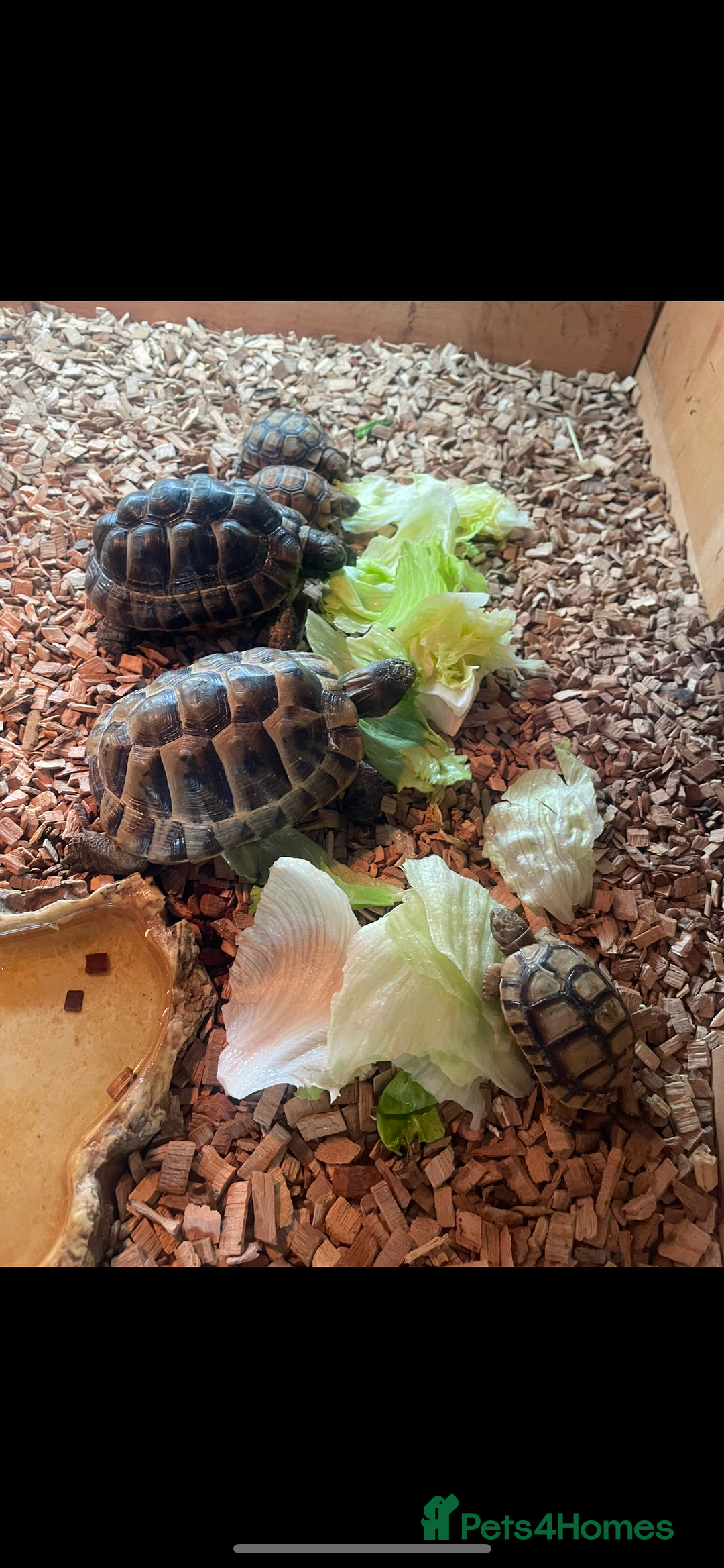 Tortoise reptiles for sale: 2 left Greek tortoises  in London - Advert 4