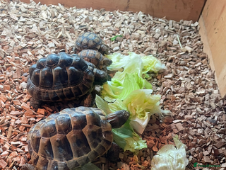 Tortoise reptiles STILL AVAILABLE Spur thigh Greek tortoises in London - Advert 17