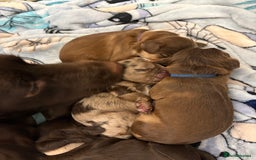 Cocker Spaniel dogs for sale: Cocker spaniel puppies - AVAILABLE 01/01/26  - Image 9