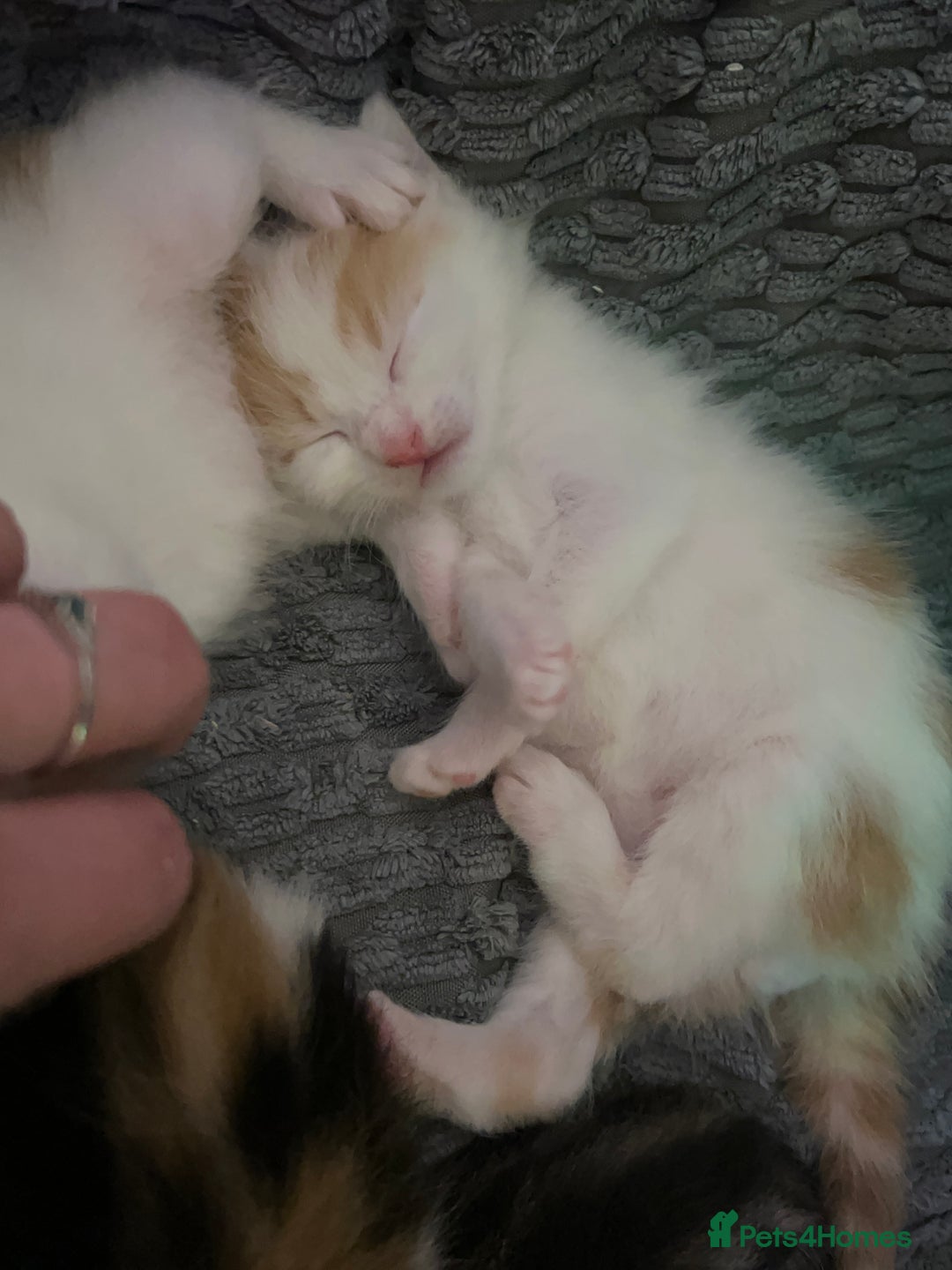 Mixed Breed cats for sale: Mixed breed kittens loving for their forever home - Advert 19