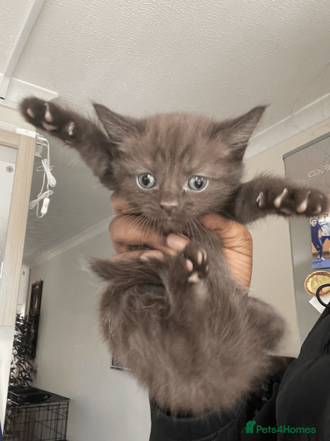 British Shorthair cats for sale: 5x British shorthair kittens for sale - Image 9