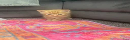 British Longhair cats for sale: Gorgeous fluffy kittens - Advert 16