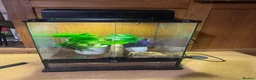 Gecko reptiles for sale: Baby Crested Gecko and Full set up - Advert 4