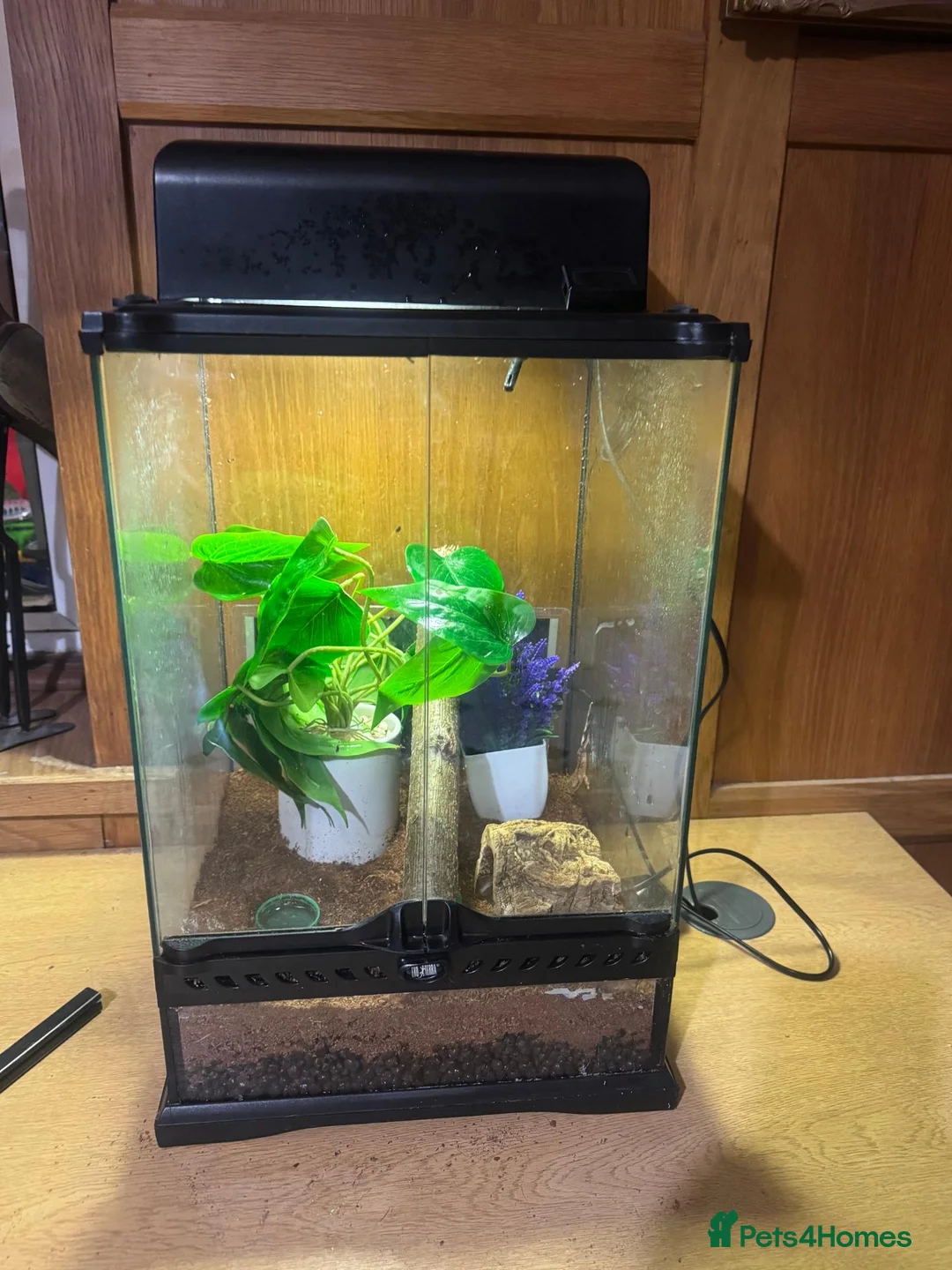 Gecko reptiles for sale: Baby Crested Gecko and Full set up - Advert 4