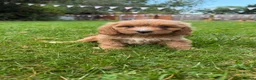 Cavapoo dogs for sale: Stunning quality f1 cavapoos - Advert 1
