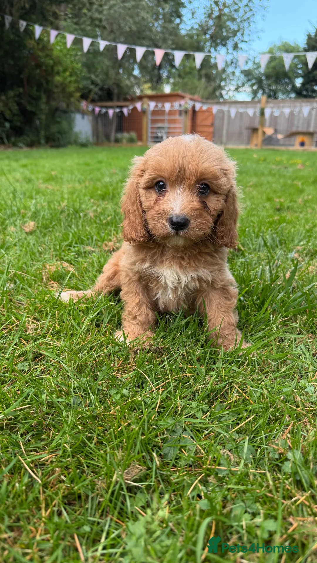 Cavapoo dogs for sale: Stunning quality f1 cavapoos - Advert 1