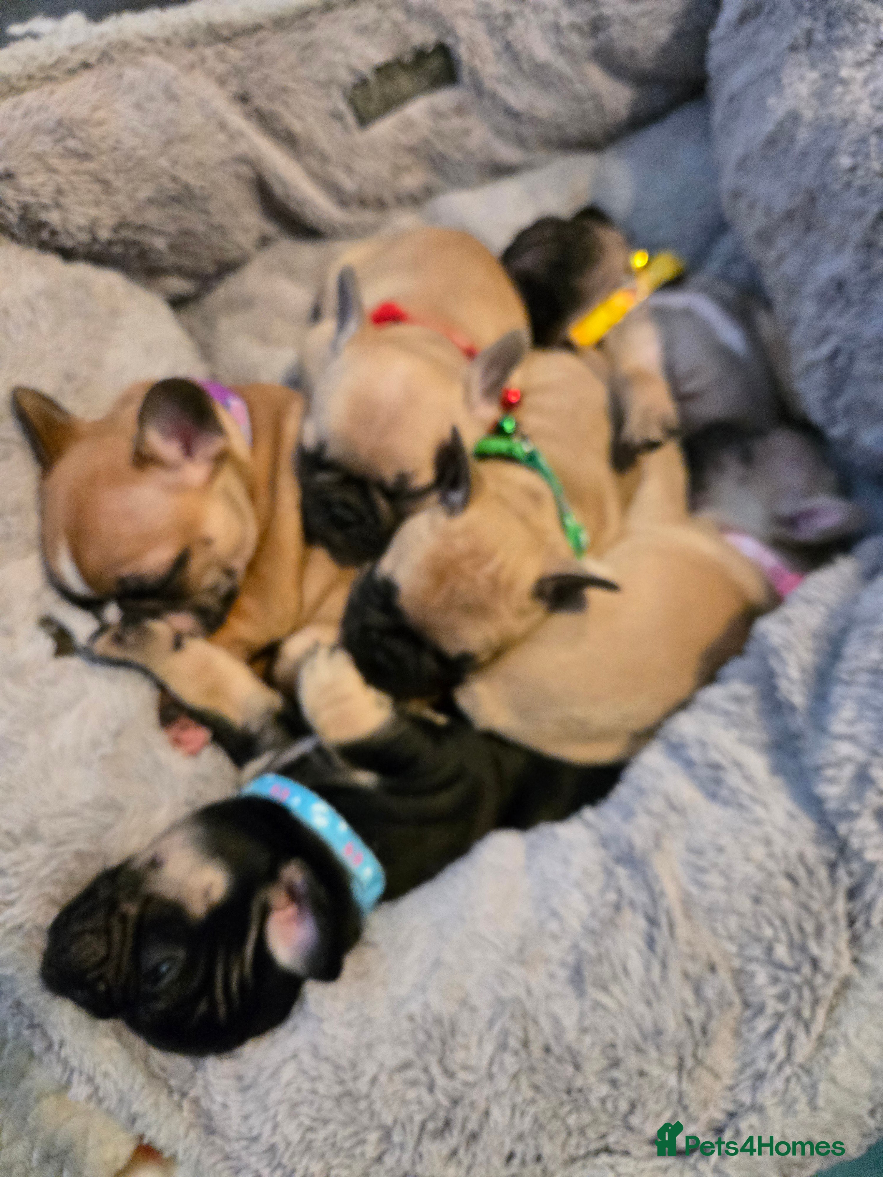 French Bulldog dogs French bulldog puppies.  - Advert 18