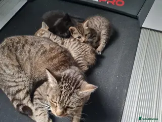 Mixed Breed cats 2 tabby 1 all black females £90 each - Advert 1