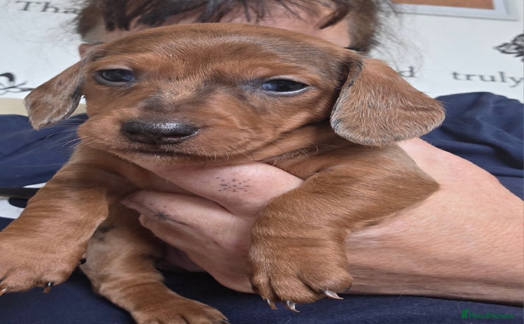 Dachshund dogs - Advert 8