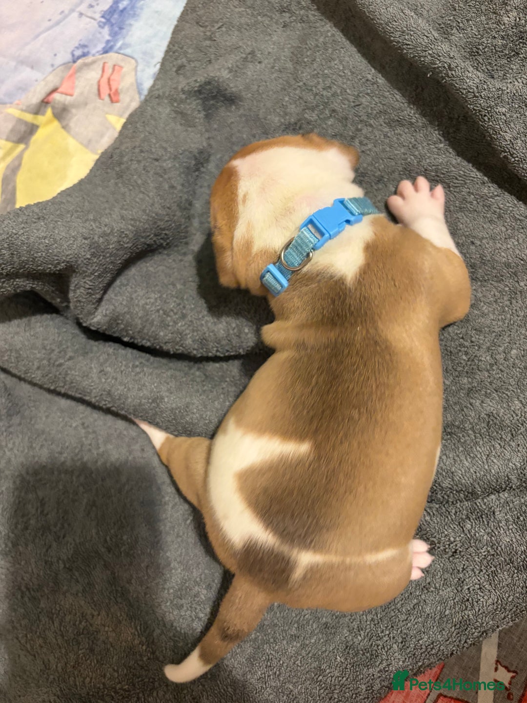 Mixed Breed dogs for sale: Staffordshire bull terrier x american bulldog pups - Advert 4