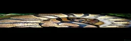 Python Snake reptiles for sale: Royal Python  - Advert 7