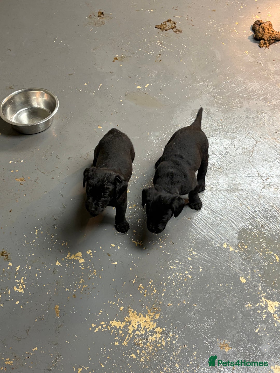 Labrador Retriever dogs for sale: Black labrador puppys - Advert 7