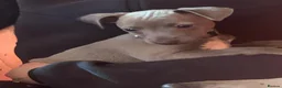 Mixed Breed dogs for sale: Whippet x Italian greyhound pups - Advert 6
