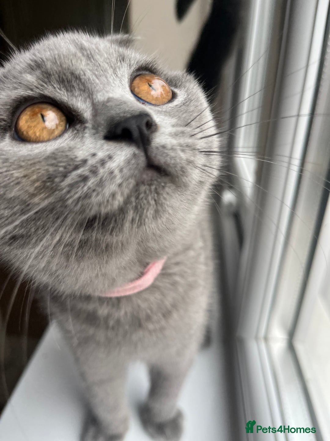 British Shorthair cats for sale: GCCF Blue British Shorthair girl available 🇬🇧 in Birmingham - Image 8