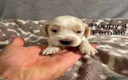 Cocker Spaniel dogs for sale: 🐾⭐️Exceptional ShowType Cocker Spaniel Puppys🐾⭐️ - Image 10