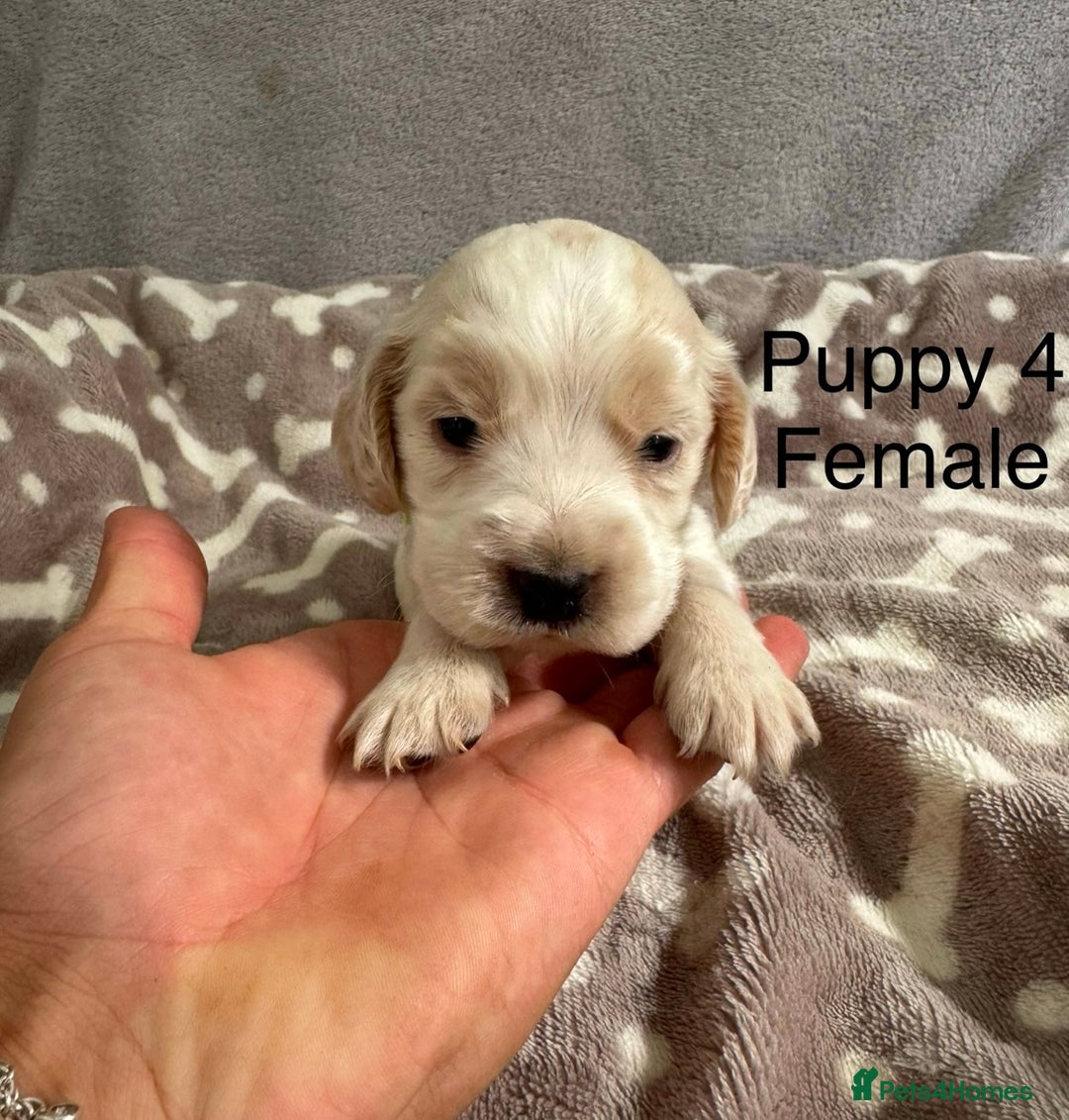 Cocker Spaniel dogs for sale: 🐾⭐️Exceptional ShowType Cocker Spaniel Puppys🐾⭐️ - Image 10
