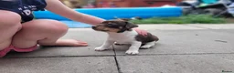 Jack Russell dogs for sale: Jack Russell puppies - Advert 6