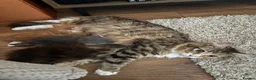 British Shorthair cats for sale: 3 male shorthair/long hair British kittens in Bristol - Advert 4