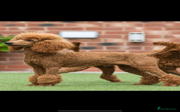 Poochon dogs for sale: Poochon puppies READY TO LEAVE 🐶  - Image 12